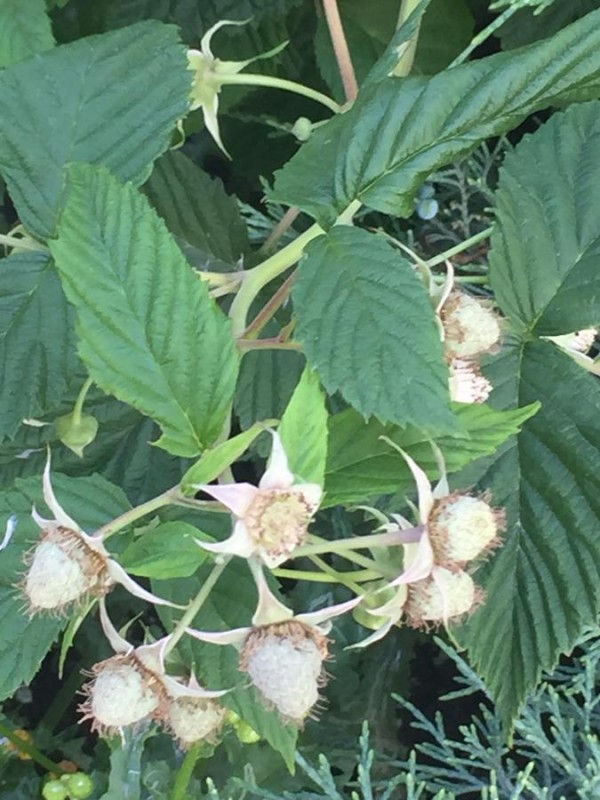 Гостевой дом Guest house on Vjetrova