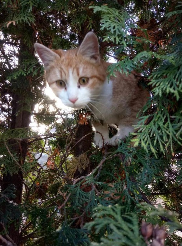 Гостевой дом Звёздный